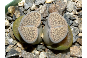 Lithops verruculosa v. glabra (Чехия)
