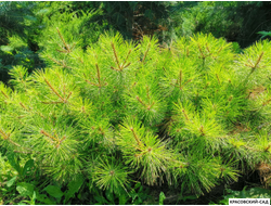 Сосна Джейн Клуис - Jane Kluis