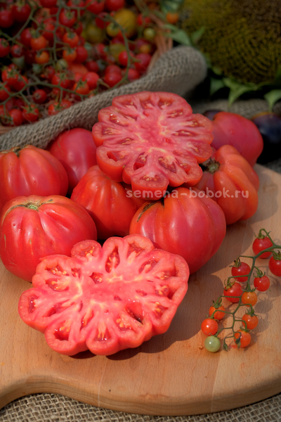 Томат Etoile (Этуаль), 10 шт