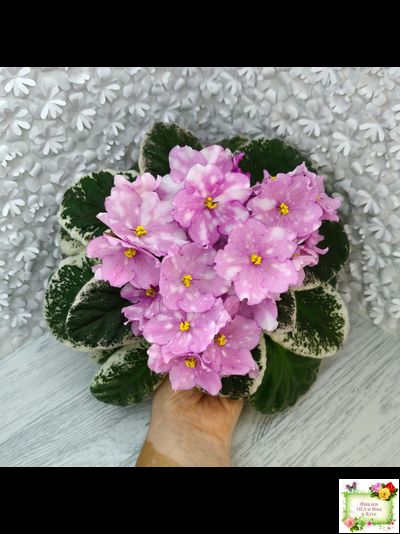 Rivermist Beguiling (J. Baker) (стартер)