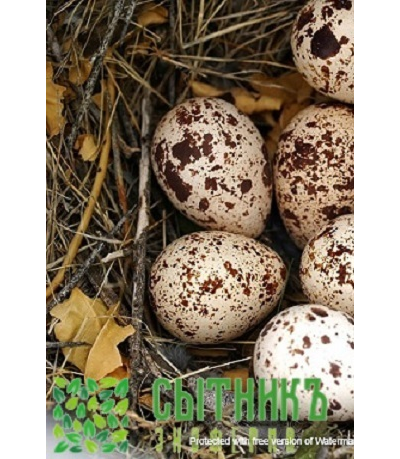 Перепелиные яйца от фермера купить