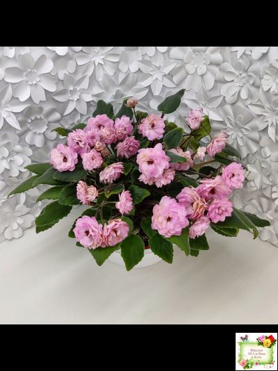 Lituanika (Būtienė) трейлер