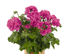 Пеларгония плющелистная Great Balls of Fire Blue, p9