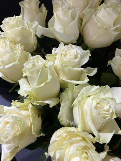 Роза Эквадор белая Мондиаль 60 см. 51 шт