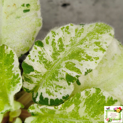 КНН-Крокус химерный спорт по листу