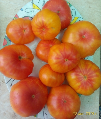 Томат Желтый камень (Yellow Stone)