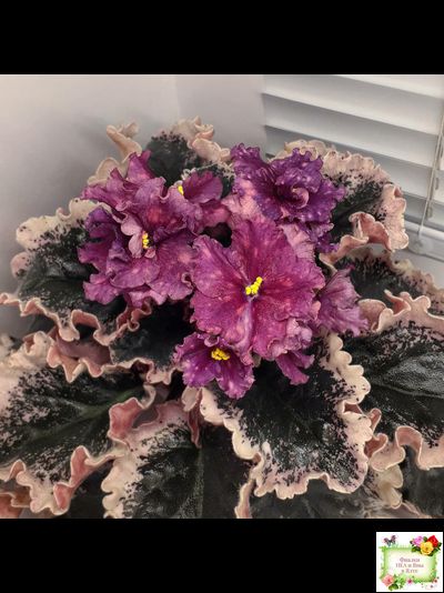 ВаТ-Калейдоскоп (Т. Валькова) 2015 г.