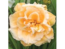 Лилейник Икебана Стар (IKEBANA STAR)