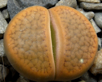 Lithops hookeri v.subfenestrata C175 (MG-1616.68)