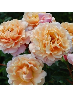 Шато де Вамаркус(Chateau de Vaumarcus)