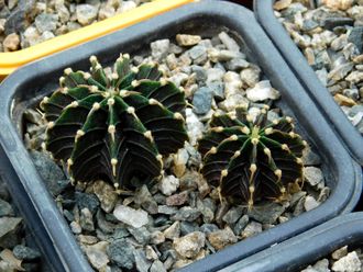 Gymnocalycium friedrichii LB 2178 (D=20mm)