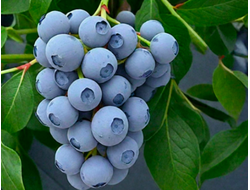 НОРД КАНТРИ