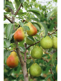 Дерево-Сад (2 сорта груши на 1 дереве)