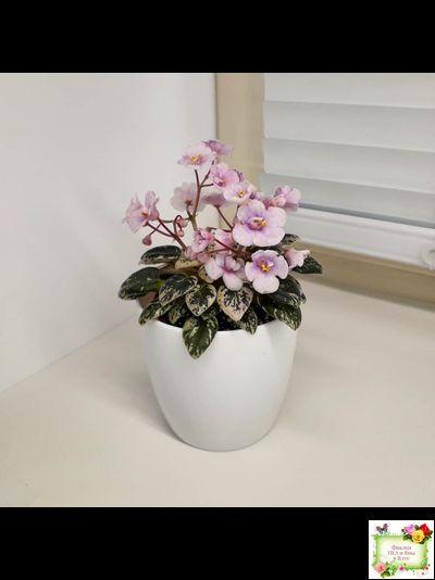 Precious Pixie (S.Sorano)