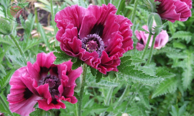 Набор молдов , вайнеров и каттеров "Большой мак"