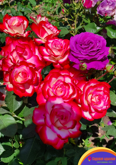 Юбилей принца Монако (Jubile Du Prince De Monaco)