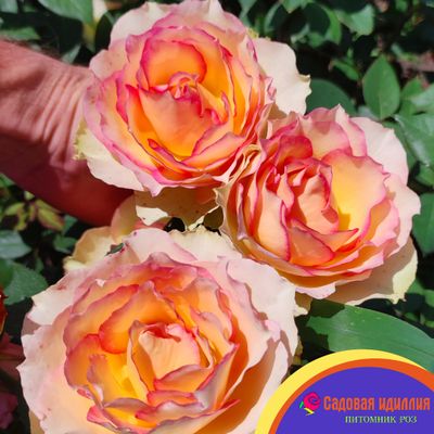 Джалита (Jalitah)