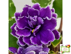 ВаТ-Крайслер (Т. Валькова) трейлер