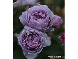 Голубой шторм (Blue Storm Rose) яп