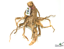 Коряга ПУСТЫННАЯ XXL (30-45 см)