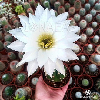 Echinopsis Subdenudata