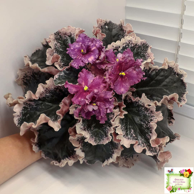 ВаТ-Калейдоскоп (Т. Валькова) 2015 г.