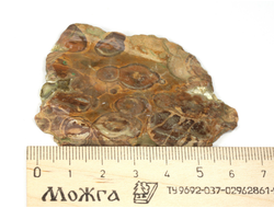 Риолит, яшма, срез полированный, Россия (64*46*6 мм, 31 г) №29778