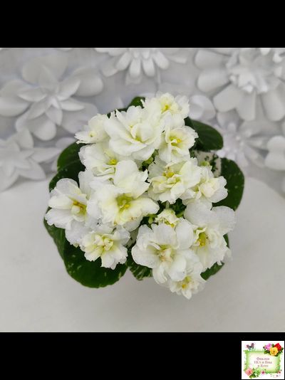 Adirondack Moon (S. Sorano) (детка)