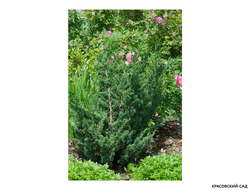 Можжевельник Блаув - фото на участке - красовский-сад.рф