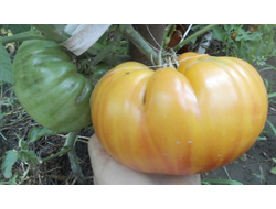 Томат Деревенский (HILBILLY)