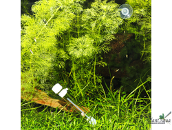 JBL PlaCollect - Ловушка для планарий и других плоских червей