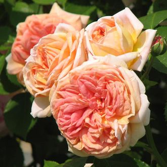 Алхимист,(Alchemist),  шраб. Kordes