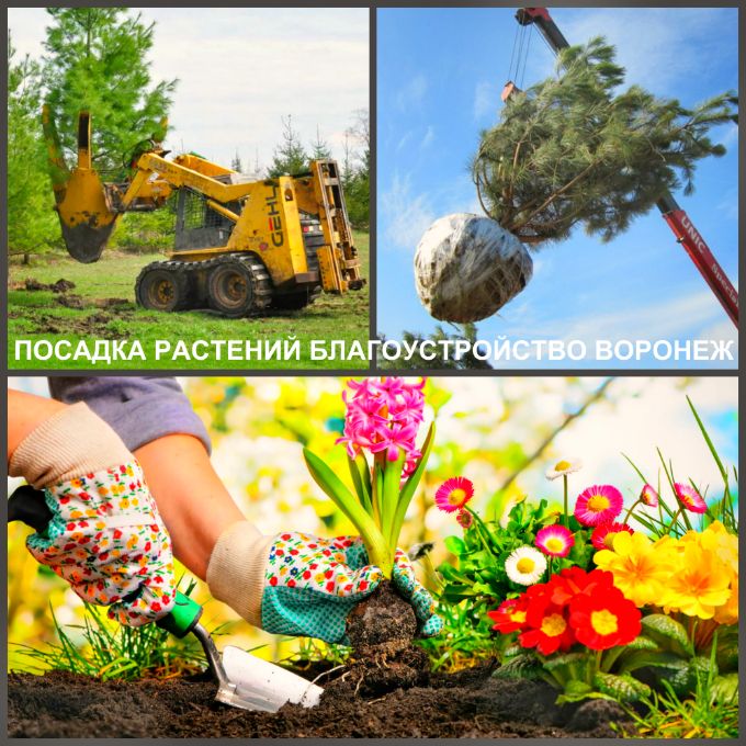 Воронеж благоустройство и озеленение любых территорий посадка ростений
