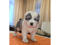 Кобель 1. ОЛИВЕР. Резерв г. Березовский