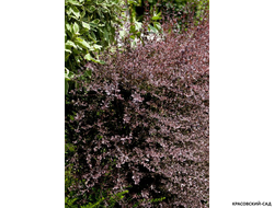 Барбарис оттавский Silver Miles