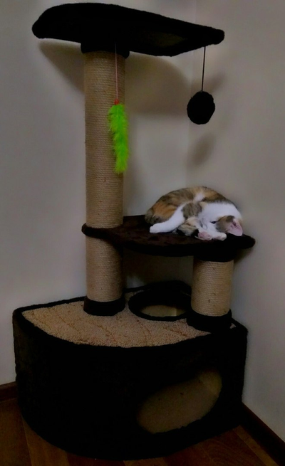 Домик для кошки Любимый №041