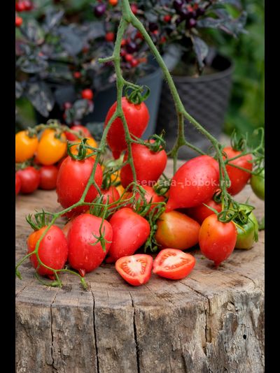Томат Легенда Тарасенко, 10 шт