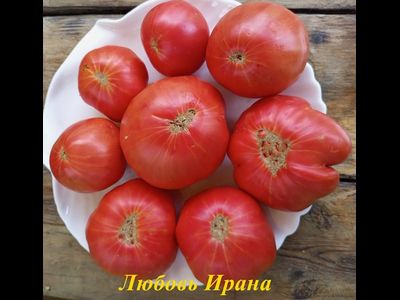 Томат Любовь Ирана