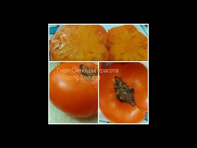 Томат гном Сияющая красота (Dwarf Blazing Beauty)
