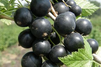Сорт смородины черной: Чёрный жемчуг (Саженцы ОКС высота 35-45 см)