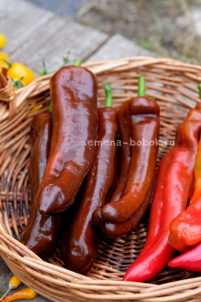 Перец сладкий Палермо Шоколадный, 10 шт