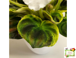 OS-Джунгарик (С.Осипова) (сортовой стартер)