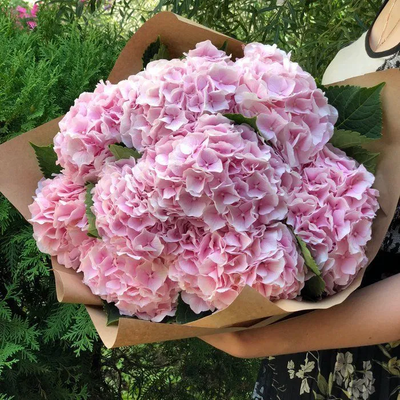 11 голубых гортензий в крафте