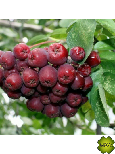 РЯБИНА &quot;ТИТАН&quot; (КРАСИВА И НЕПРИХОТЛИВА) саженец 190-200 см