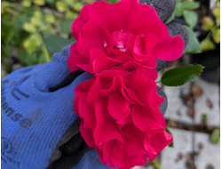 Гартенфройд (Gartnerfreud)