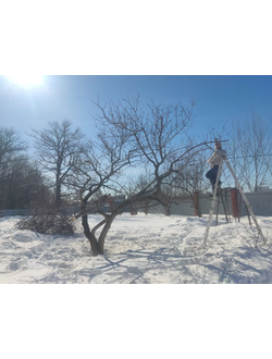 Обрезка плодовых деревьев