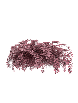 кусты Альтернантера зубчатая Alternanthera dentata