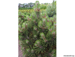 Сосна Компакт Джем - Compact Gem