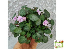 Серебряный Дождь (Ю. Коваленко) 2023 г. листовая химера