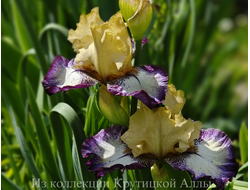 Ирис Margin Call